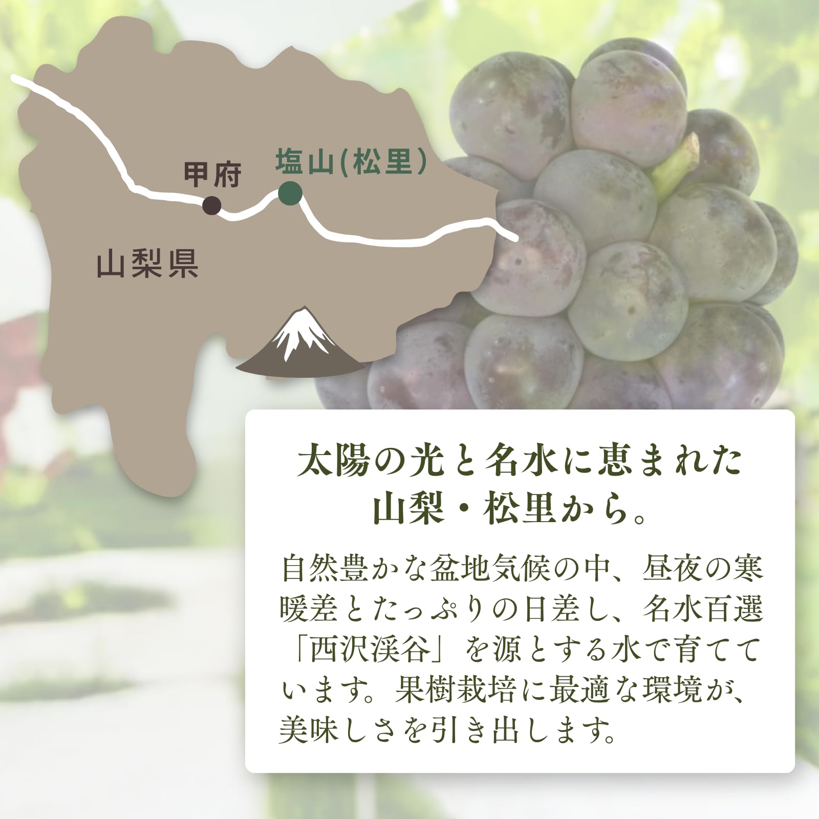 Amazon.co.jp: 山梨県産 ピオーネ 約2kg（3〜4房）秀品 産地直送 種